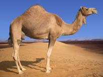 Image result for camel in quran